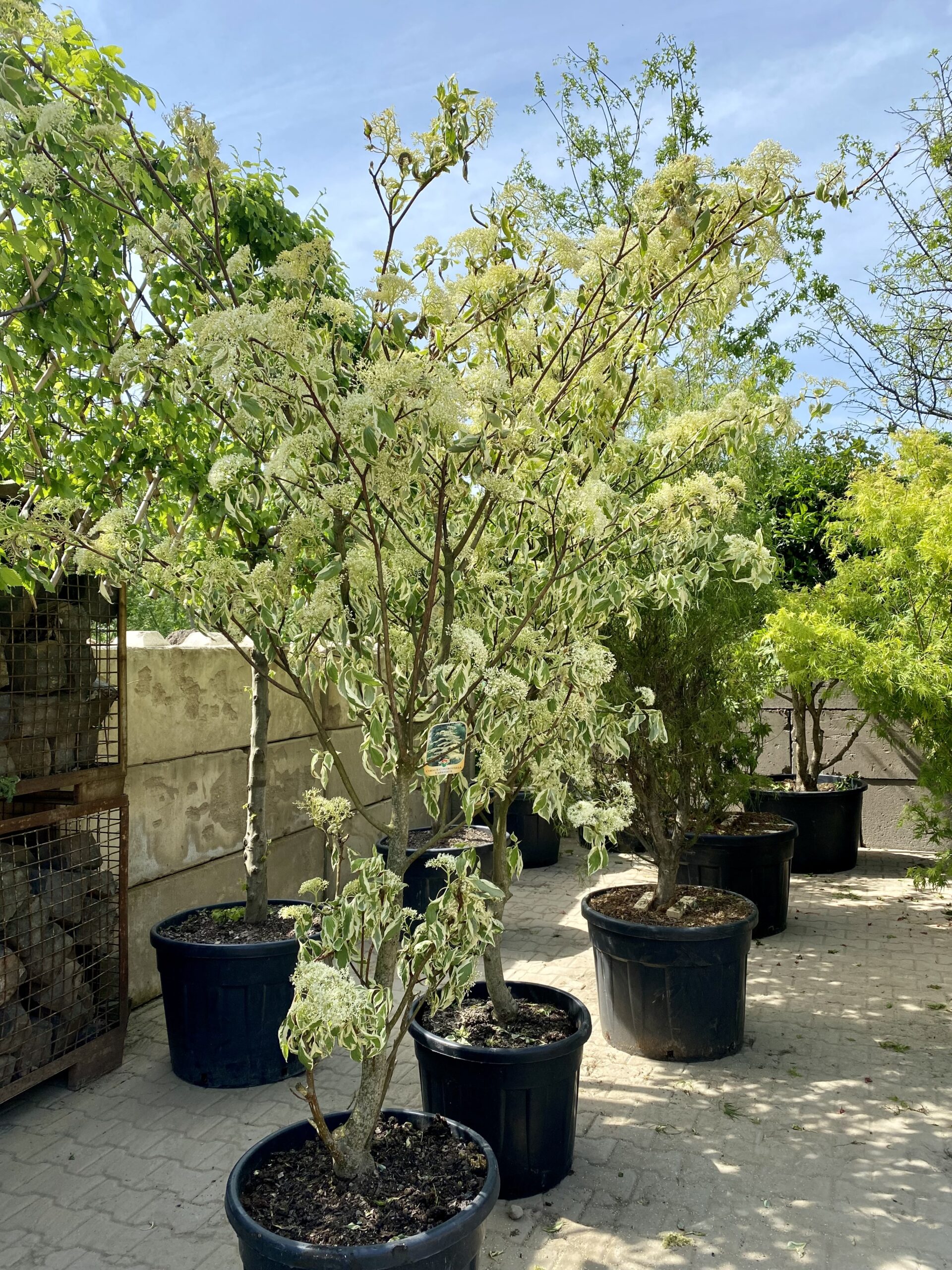 Cornus controversa variegata