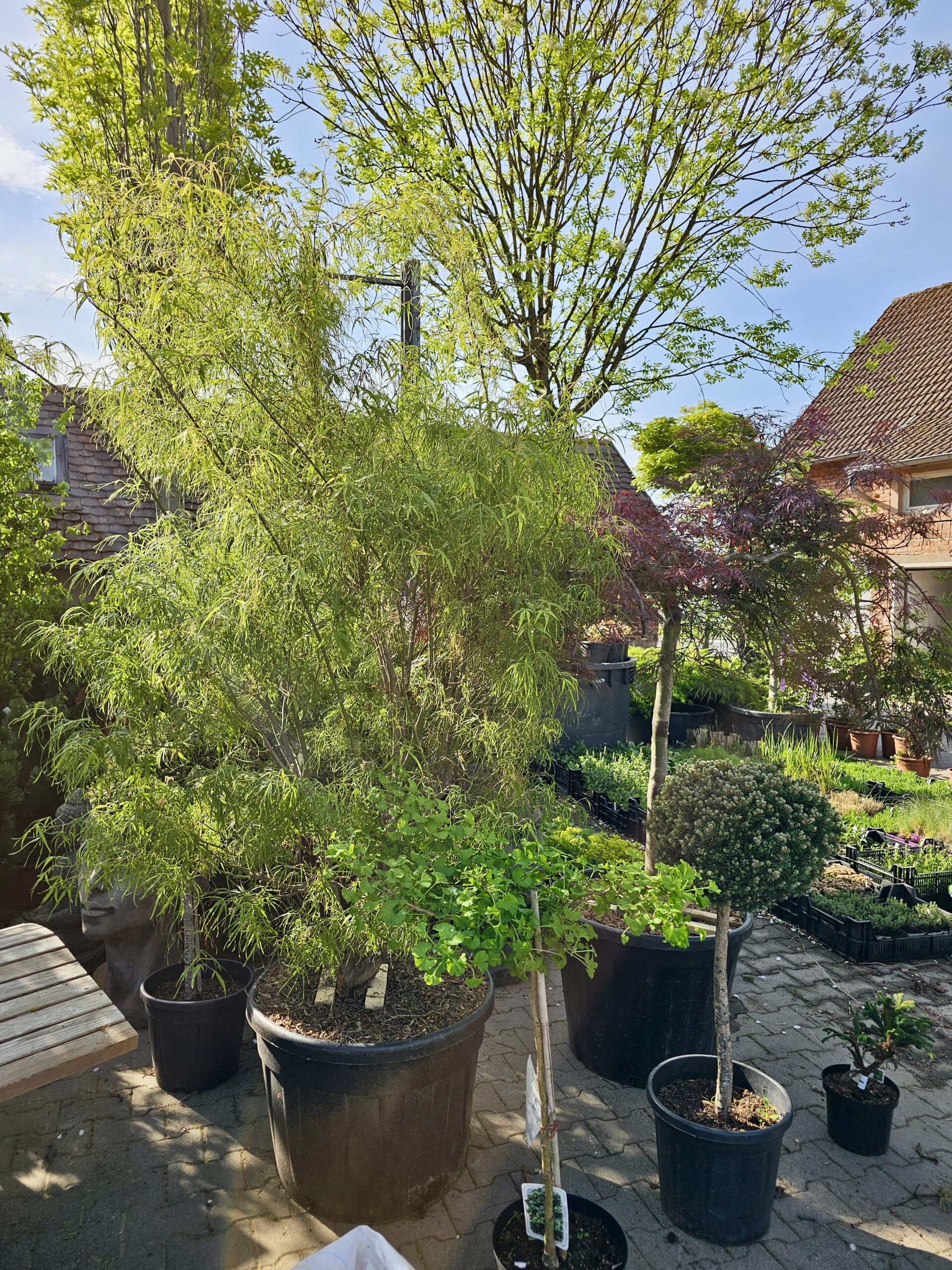 Japanischer Fächerahorn Acer palmatum (hi.), Gingko bilboa (vo.)