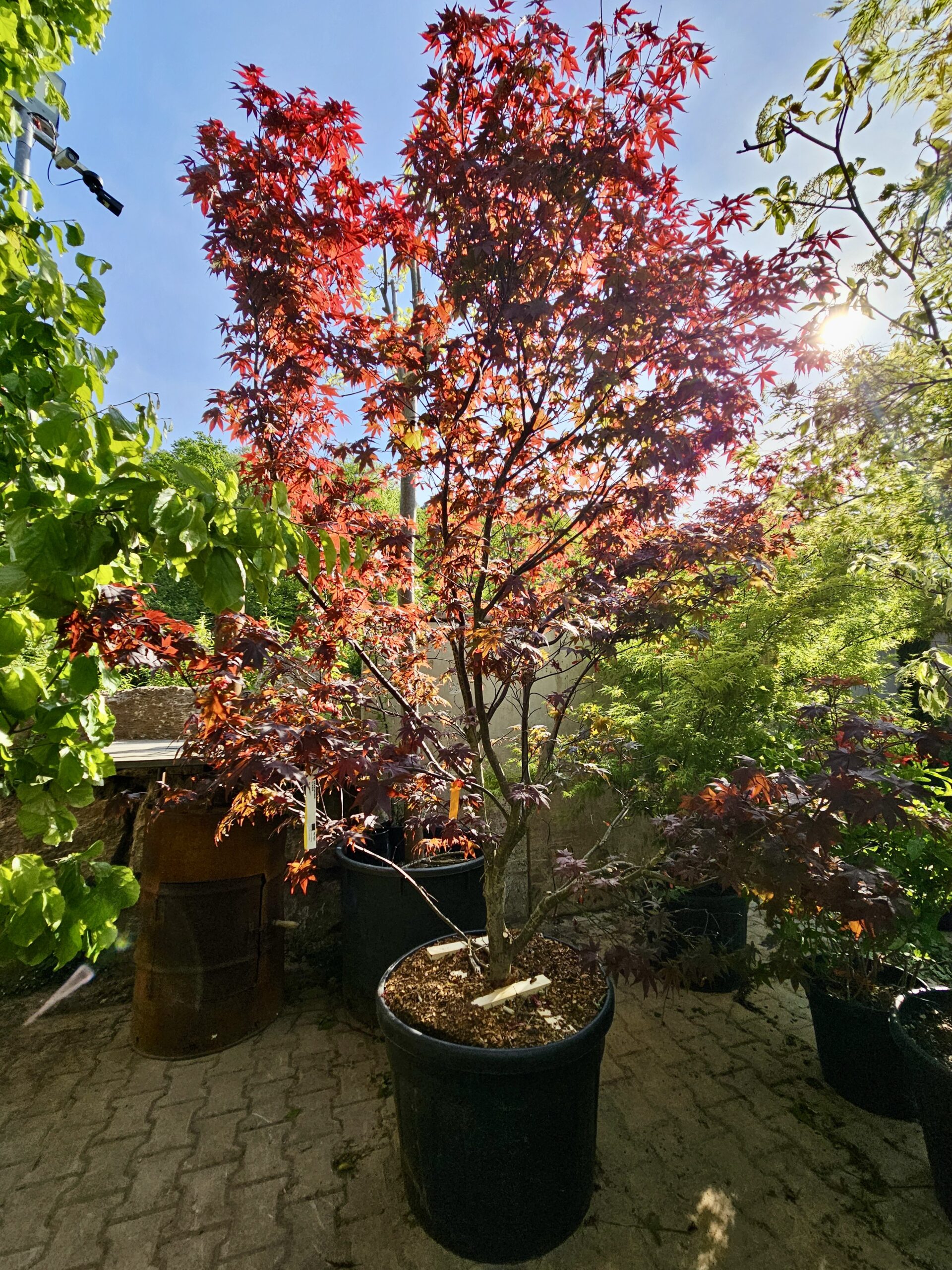 Japanischer Ahorn Acer palmatum bloodgood