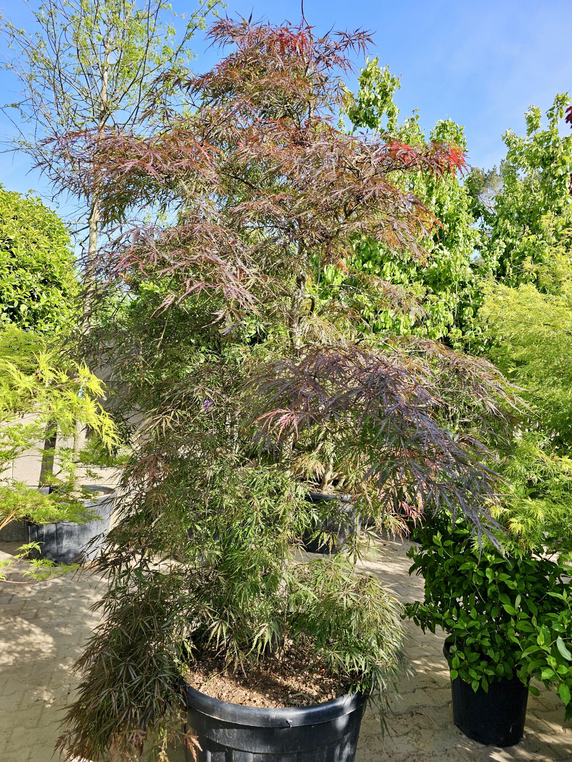 Japanischer Fächerahorn Acer palmatum dissectum tamuke yama